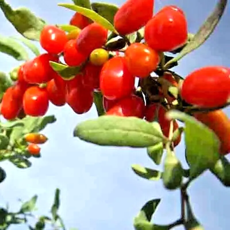 SYST Goji Berry Autumn Perennial Non Gmo Fruit 500 Seeds  - £8.18 GBP