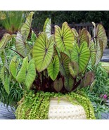 Best Blue Hawaii Elephant Ear / Colocasia / Live Plant - $34.99