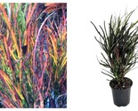TOP SELLER Picasso&#39;s Paintbrush Croton - 4&quot; Pot - Colorful House Plant -... - £33.72 GBP