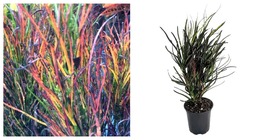TOP SELLER Picasso&#39;s Paintbrush Croton - 4&quot; Pot - Colorful House Plant - NEW - £33.78 GBP