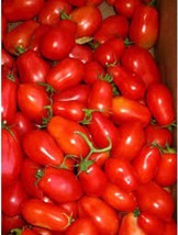 Royal Chico Tomato Seeds (25+ Seed Package) - £3.66 GBP