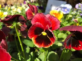 Johnny Jump Up Red Black Pansy Garden Plants 50 Seeds - £7.29 GBP