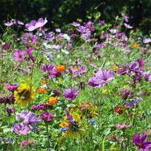 FA Store 1000 Seeds Wildflower Mix Butterfly &amp; Hummingbird Heirloom Flowers Usa - £8.05 GBP