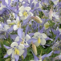 Columbine Aquilegia Caerulea Blue Star50 Seeds From US  - £6.60 GBP