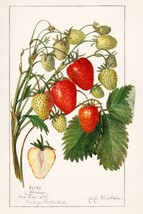 13287.Wall Decor Poster.Home Interior design.Kitchen room.Strawberries plant - £12.72 GBP+