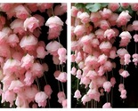 50 Seeds Soft Pink Malus Halliana Flower Garden - $34.93