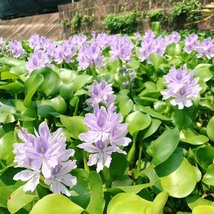 Water Hyacinth Flower Plants, 100 SEEDS D - £9.84 GBP
