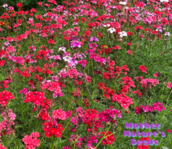 BStore 100 Seeds Verbena Moss Sweetheart Tender Perennial Butterflies Bees - £7.29 GBP