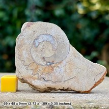 Cut and Polished Somerset Limestone Ammonite, Lower Toarcian, Jurassic, - $10.21