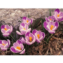 50PCS Saffron Crocus Seeds - £4.34 GBP