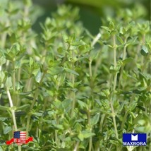 Marjoram Sweet 2000 Seeds Garden Us Seller - $7.98