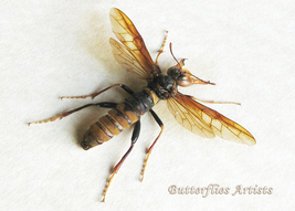 Eriotremex Formosanus Female XL Asian Horntail Wasp Framed Entomology Shadowbox - £159.06 GBP