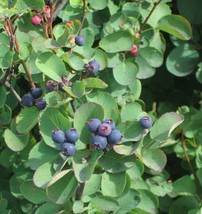 Saskatoon Serviceberry Amelanchier Alnifolia 20 SeedsFrom US  - £6.63 GBP