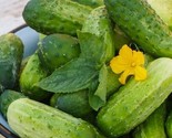 Homemade Pickles Cucumber Seeds 50 Seeds Vegetable Garden Pickling - £7.22 GBP