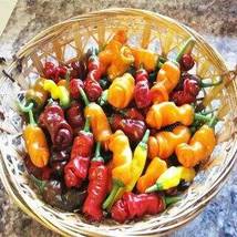 Red Hot Peter Pepper Vegetables &amp; Fruit Seeds (Pepper Mix), 200 Seeds  - $12.19