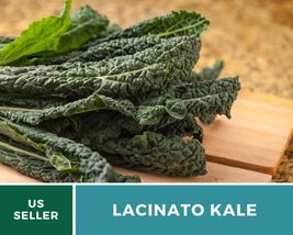 250 Pcs Lacinato Kale Heirloom Seeds GMO Free Brassica oleracea Seed - £15.53 GBP