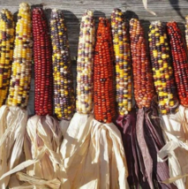 125 Treated Indian Corn Vegetable Seeds - £19.16 GBP