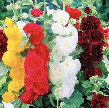Double Hollyhock Seeds Tall Beautiful Flower Mix Open Pollinated Heirloom - £3.20 GBP