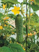 Dryland Cucumber, 250 Seeds - £11.21 GBP