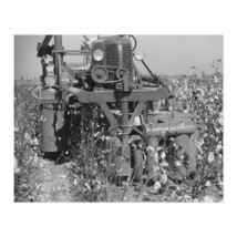 1939 Rust Cotton Picker in Cloverdale Plantation Photo Print Wall Art Poster - £13.42 GBP+