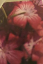Agrostemma Purple Queen Flower Seeds - £7.06 GBP