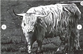 highland bull cow drawing original art wildlife animal pen ink illustrat... - £26.16 GBP