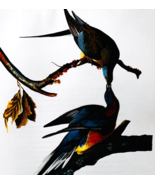 1979 Passenger Pigeon Color Plate Print Audubon Birds Of America Art F15K - €25,76 EUR