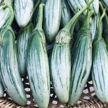 New Fresh USA Seller 25 Thai Green Rugby Eggplant Seeds - £10.48 GBP