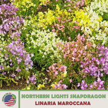 US Seller 200 Northern Lights Snapdragon Seed Mix, Multi-Color, Pollinator Attra - £7.42 GBP