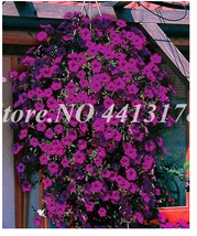 200 Pcs Bonsai Hanging Petunia Garden Petunia Mixed Color Potted Perennial Flowe - $10.99