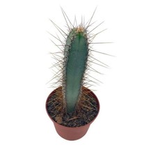 Blue Column Cactus, Pilosocereus Azureus, 3 inch, square shaped Blue Torch - £11.00 GBP