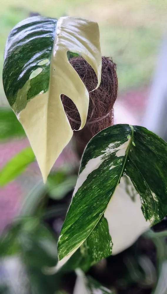 Rooted Pothos Epipremnum Pinnatum Albo Variegata White &amp; Green 3in Pot - £28.66 GBP