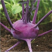 Purple Vienna Kohlrabi Seed Fresh Seeds USA - $6.98