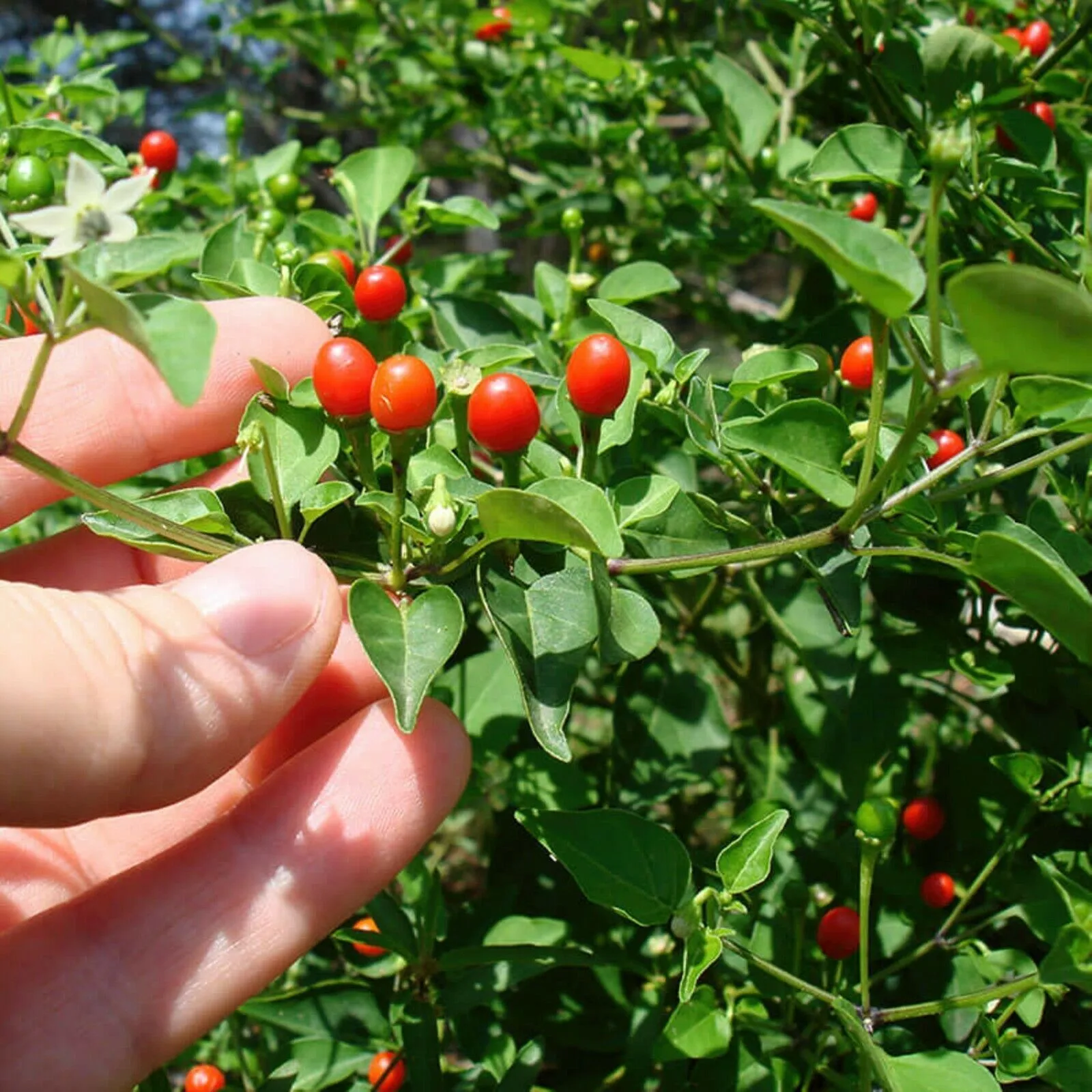 Tepin Chile Chiltepin Petin Seeds 20 Seeds Piquin Chile Spicy Chili Hot - $10.44