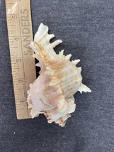 Medium White Spiny Conch? Sea Shell - £4.66 GBP