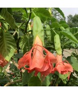 KBS 15 Seeds AngelS Trumpet MitzyS Kiss House Flowers Home Garden  - $11.12