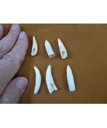 (G371-52-6) SIX 1-1/8&quot; GATOR Alligator Tooth GATORS TEETH for jewelry - $422.21 MXN