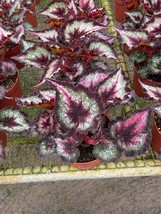 Harmony&#39;s Fatal Attraction Begonia in a 6 inch pot, Very full large begonia  - £17.50 GBP