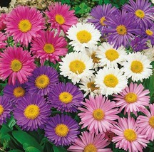 1alpine aster mix jpg thumb200