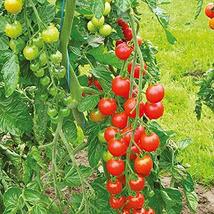 Sweetie Tomato Seeds - 200 Count Seed Pack - Non-GMO - A Prolific Variety That P - $5.99