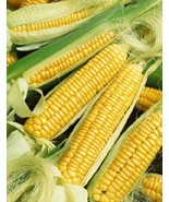 50 Golden Bantam Corn Seeds Vegetable Fast Grow - $250.38 MXN