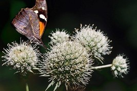 Thjar 40+ Eryngium Yuccifolium Rattlesnake Master Flower Seeds / Perennial - $6.99