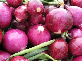 LWSTORE 401 Red Grano Sweet Onion Seeds Short Day Organic Spring Fall Vegetable  - £6.71 GBP