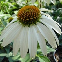 USA Seller 40 White Swan Echinacea Coneflower Perennial Flower Seeds Fast Shippi - $21.51