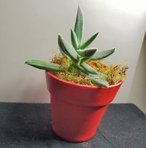 Fuzzy Succulent in Red Pot - Live Crassula Plant 2" Planter image 6