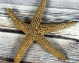 Real Starfish Seashell - Dried Desiccated - 3.25&quot; - Nautical Decor  - $6.89