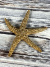 Real Starfish Seashell - Dried Desiccated - 3.25&quot; - Nautical Decor  - £5.44 GBP
