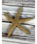 Real Starfish Seashell - Dried Desiccated - 3.25&quot; - Nautical Decor  - £5.15 GBP