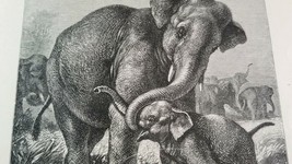 ASIAN ELEPHANT MOMMA &amp; CALF Authentic 19th Century 1885 LITHOGRAPH PRINT... - $9.45