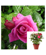 CLK Rosa Givenchy 5 Gallon Plant Rosa AROdousna Plant Live Plant Outdoor... - $61.56